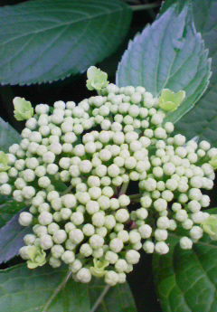 b0188121_21563353.jpg