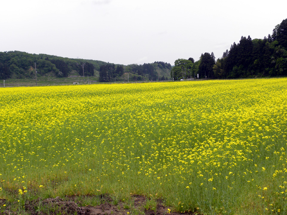 c0000134_16194494.jpg