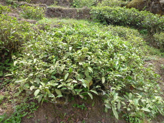 a0152839_3222353.jpg