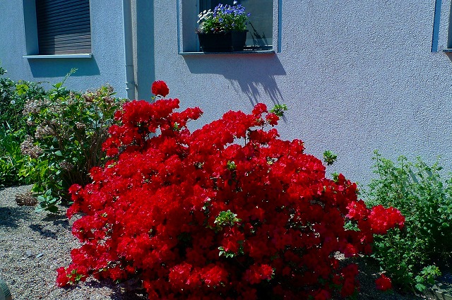 c0153740_445163.jpg