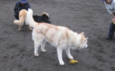e0121548_2153196.jpg