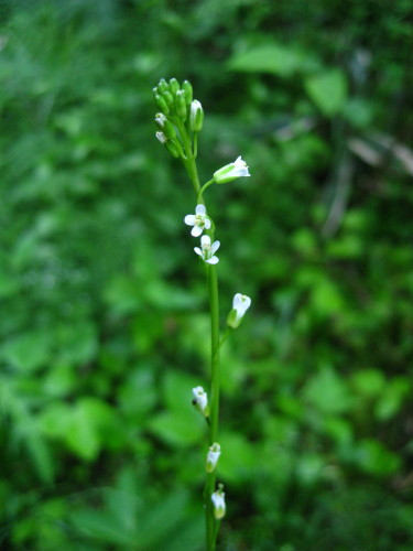 c0179351_20405250.jpg