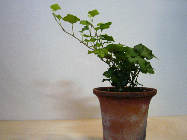c0225153_21211093.gif