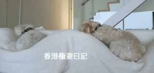 f0190653_9192072.gif