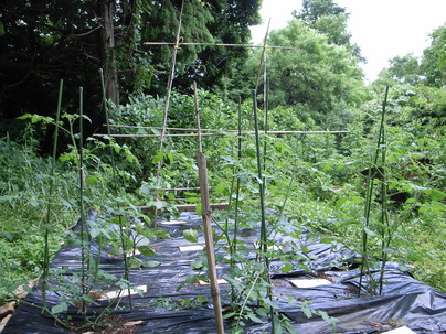 f0201157_22254389.jpg