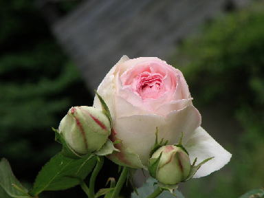 e0184558_702230.jpg