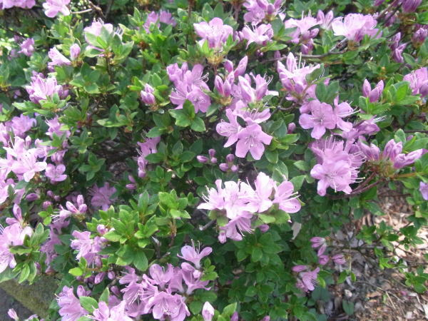 e0153367_16293041.jpg