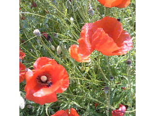 f0061067_2338538.jpg