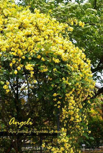 f0227975_1373462.gif