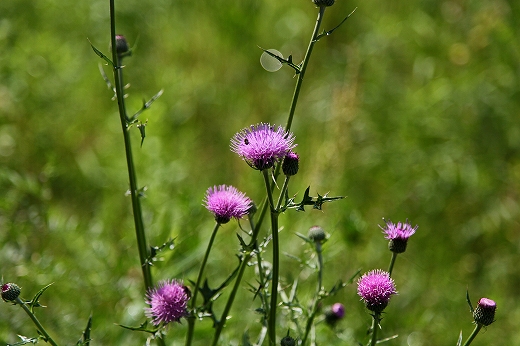 e0190885_17115019.jpg