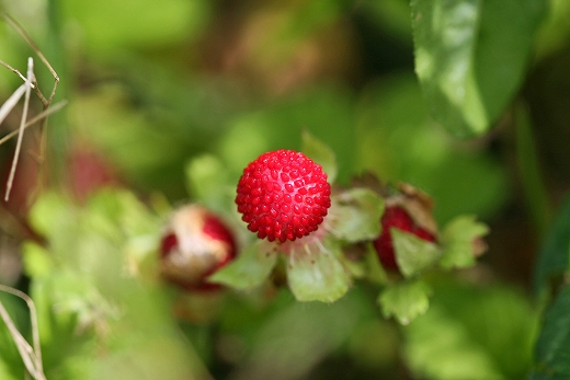 e0190885_1711921.jpg
