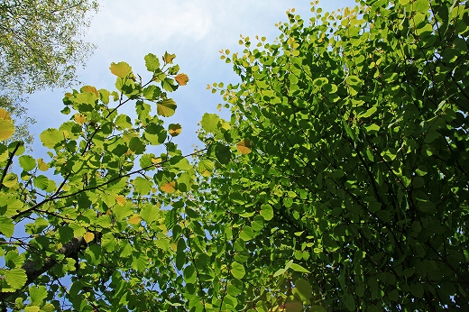 e0190885_17122719.jpg