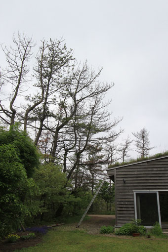 e0054299_9573148.jpg
