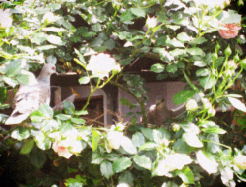 d0077603_11185651.jpg