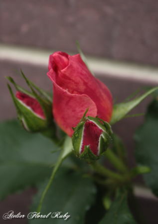 d0001008_8145273.jpg