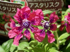 c0190010_20274119.jpg