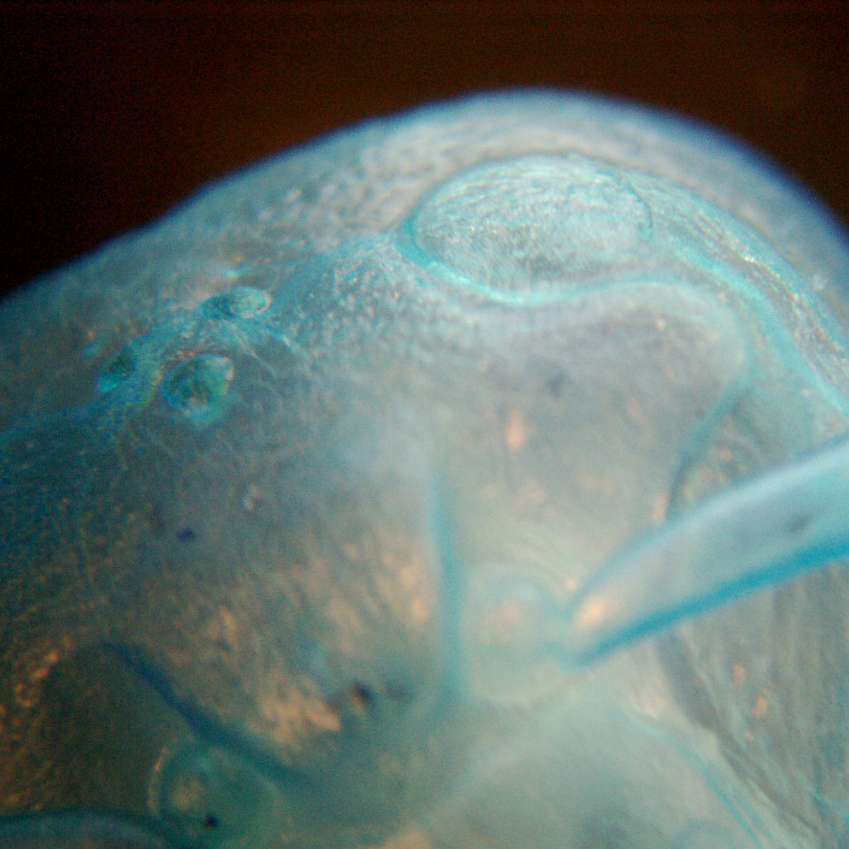 e0142611_15182236.jpg