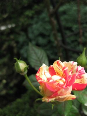 c0177332_20201179.jpg