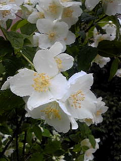 e0156339_050852.jpg