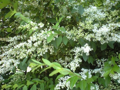 e0163044_1532816.jpg