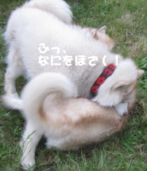 e0121548_22433450.jpg