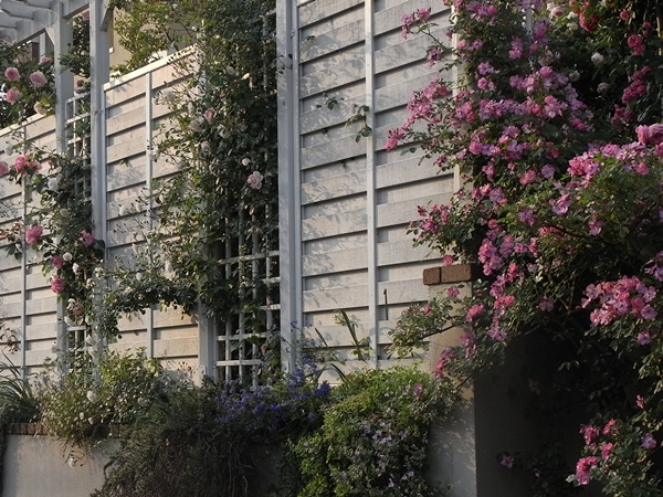 a0169150_05121.jpg