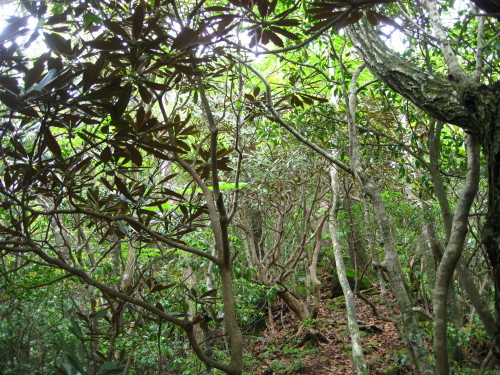 c0179351_15241599.jpg