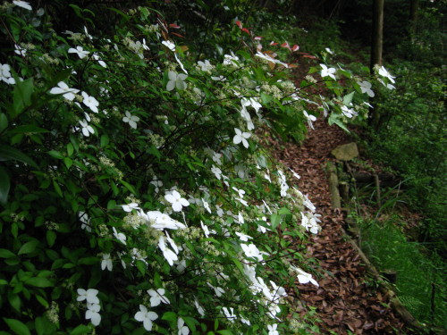 c0179351_15342868.jpg