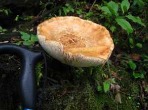 c0179351_1572591.jpg