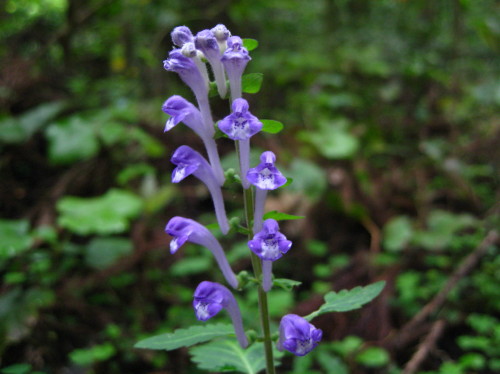 c0179351_1594781.jpg