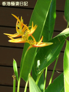 f0190653_14552672.gif