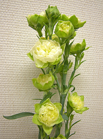 a0001354_20551133.jpg