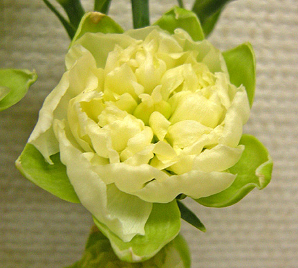 a0001354_2055137.jpg