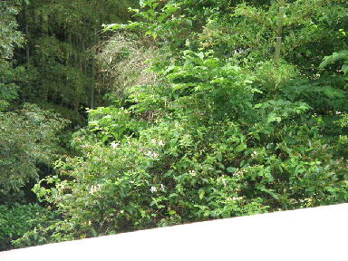 e0184558_8132610.jpg