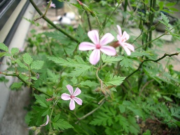 c0186463_23343427.jpg