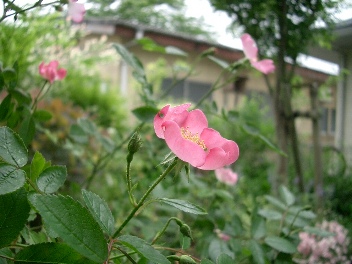 c0186463_235211.jpg