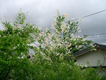 c0186463_23571112.jpg