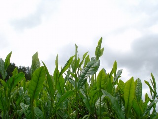 f0055264_0101024.jpg