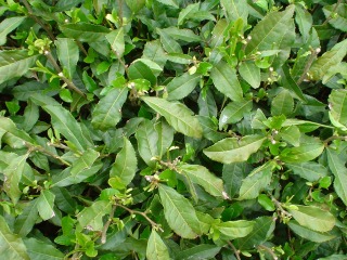 f0055264_013115.jpg