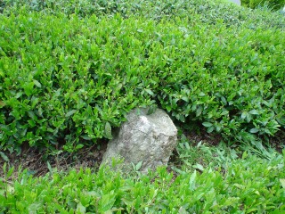 f0055264_1341330.jpg