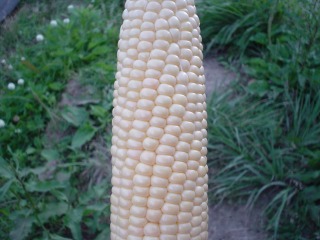 f0055264_23282586.jpg
