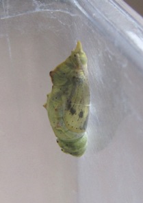 b0183566_13243688.jpg