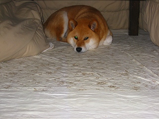 e0160568_1504149.jpg