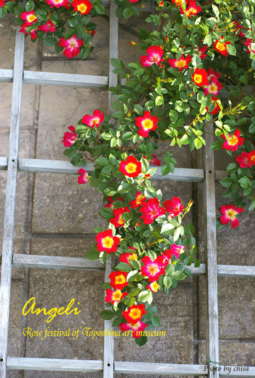 f0227975_10204796.gif