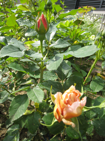 a0062983_14239100.jpg