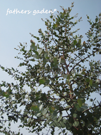 a0062983_15504169.jpg