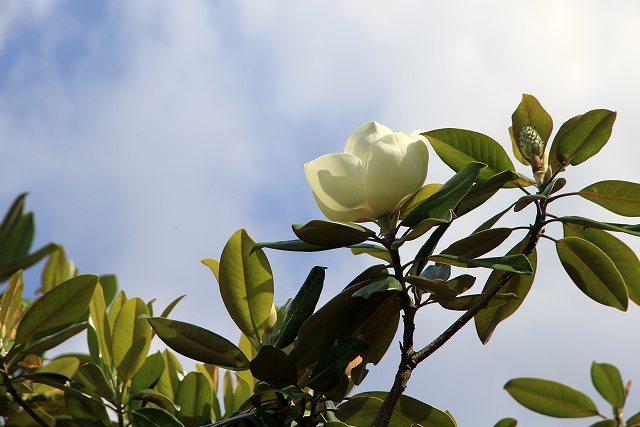 b0115085_11374873.jpg