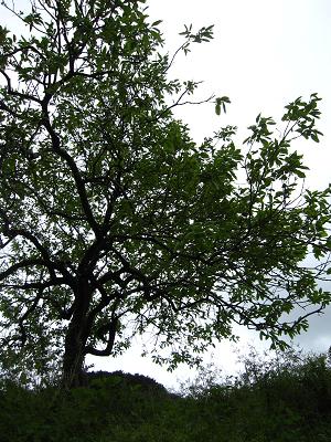 c0118495_225050.jpg