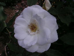e0179801_10243218.jpg