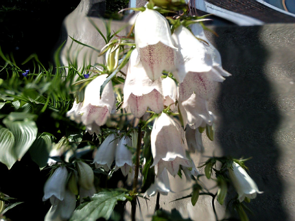 a0101715_22223390.jpg